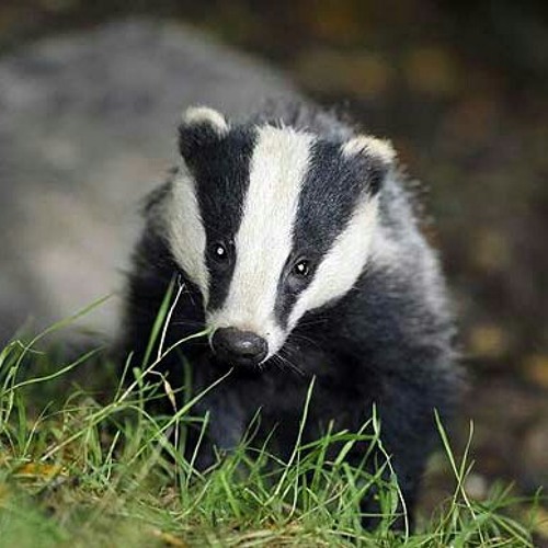 Image result for evil badger