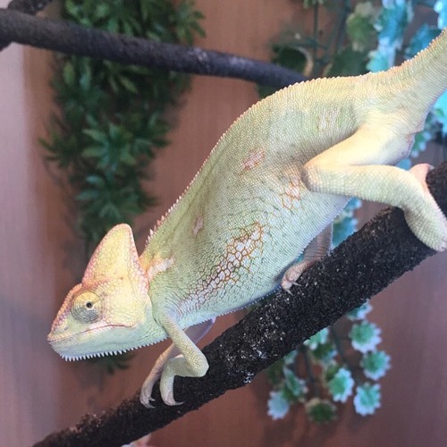 Stream shaheen music Listen to songs, albums, playlists for free on