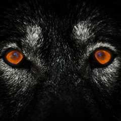 Black Cat