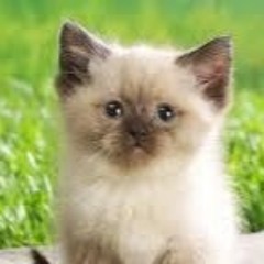 Dakota Taddonio-foss