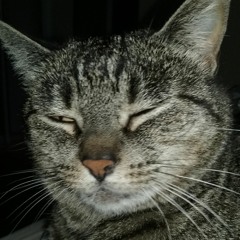 PlatypussXXX