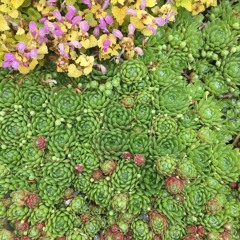 Jackson Hickenlooper