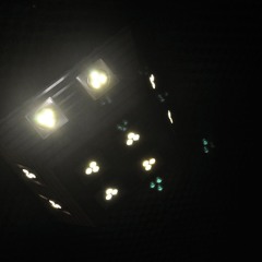 The BottleFlower Seeds