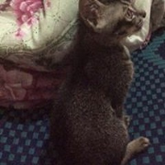 Bảo Bảo