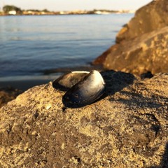 Here Come The Mussels