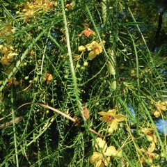 Audrey Abigail Maddox