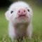 Baby Piggy