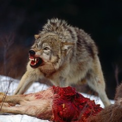 Looking For Band Members