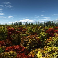 PALACE-CURSE (remastered)