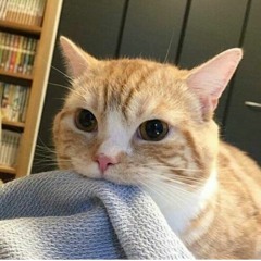 Meowsauce