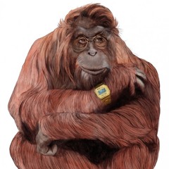 Mr Singe