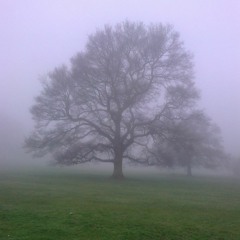 Life Related Features