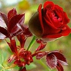 ခ်စ္ႏွင္း မႈံ မွႈံ