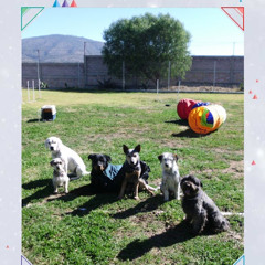 vainilla didactica canina