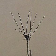 jean-francois verbruggen