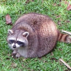 Trash Panda