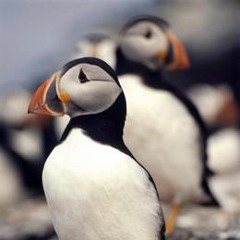 Puffin