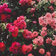 Rose_Gold