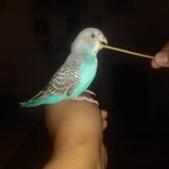 Emily Janett Montoya