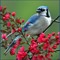 Blue Jay