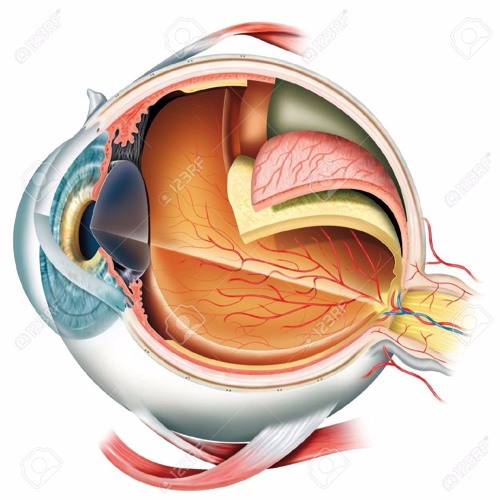 Stream Fisiologia Del Sistema Visual. Monica Guadalupe Guerrero Arias ...