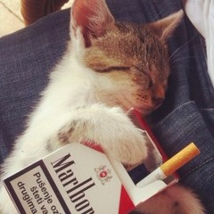 MarlboroCat