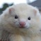 comic ferret