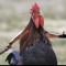 Jar Jar the 1st