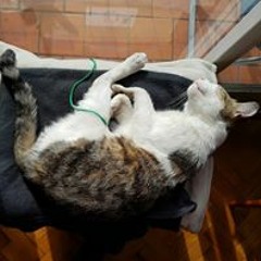 ttte