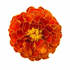 Marigold Audio Collection