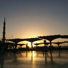 طيور الجنة