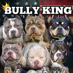 BULLYKINGMag