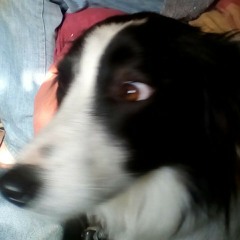 gabba