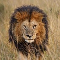 Jay Son