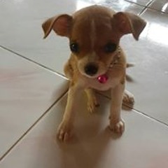 Thanatchaya Klangkhot