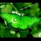 Anum mumtaz