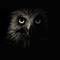 OwLiON