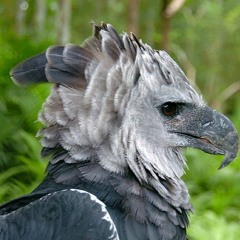 Eagle Therapies