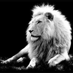 LionBeats1