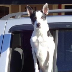 udderly cheesy love poems