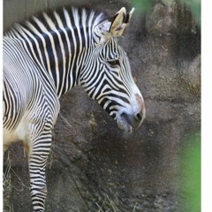 Zebra Man