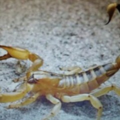 nena scorpio