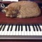 Serenity Musician
