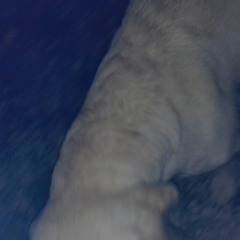 da dogg