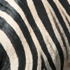 blindzebra