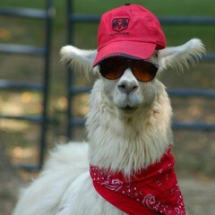 alpacr