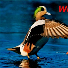 WaterFowl