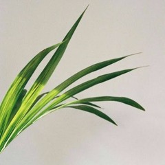 Doris Sailer