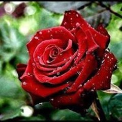 يمنى الشنواني