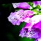 Purplelover5
